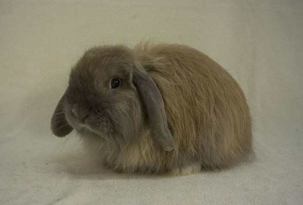 Cashmere Lop