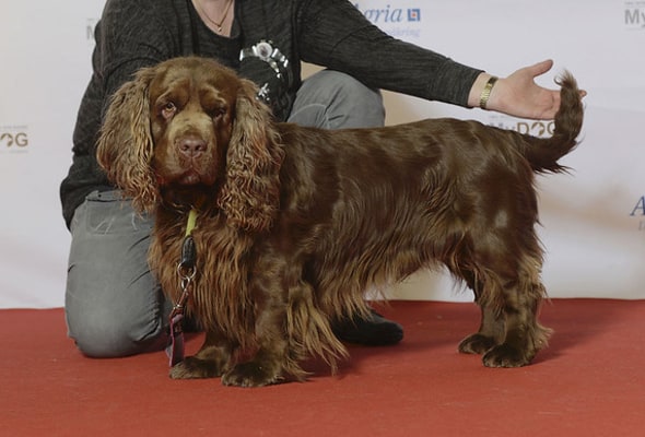 Sussex spaniel