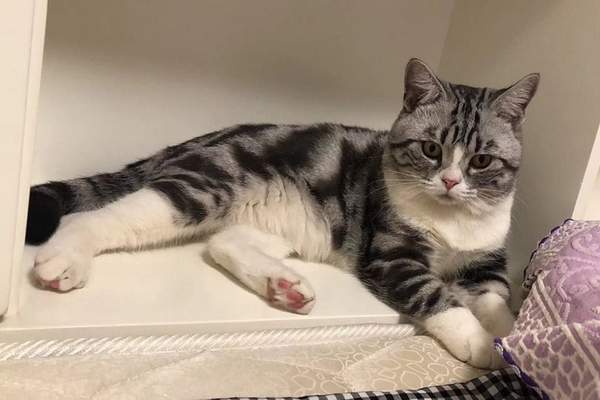 American shorthair sitting