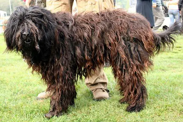 Bergamasco in the field