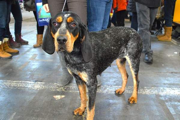 Bluetick coonhound in a dog show