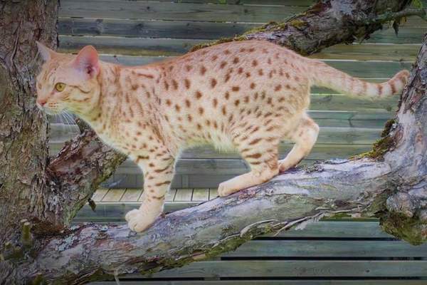 Cinnamonsilverspotted ocicat