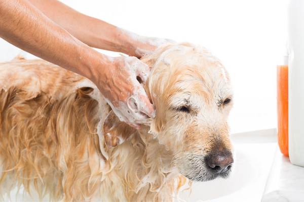 Dog taking a shower