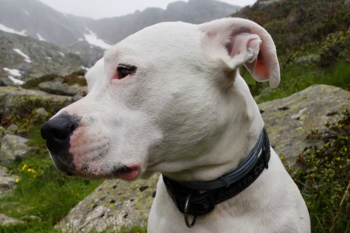 Dogo argentino