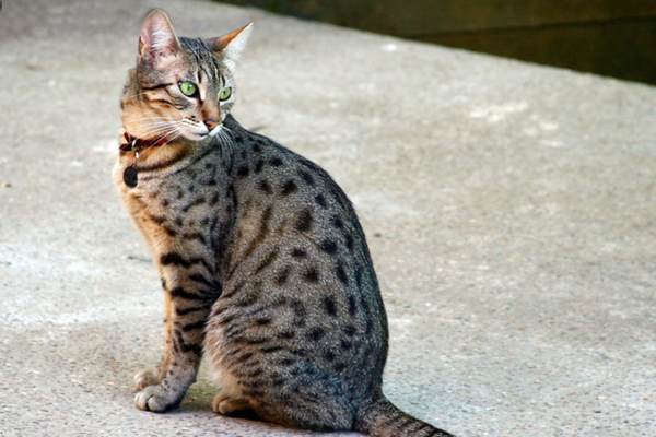 Egyptian mau sitting