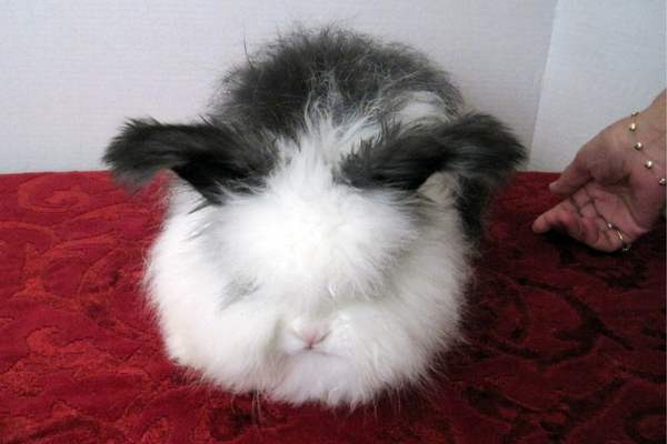 English angora on red carpet