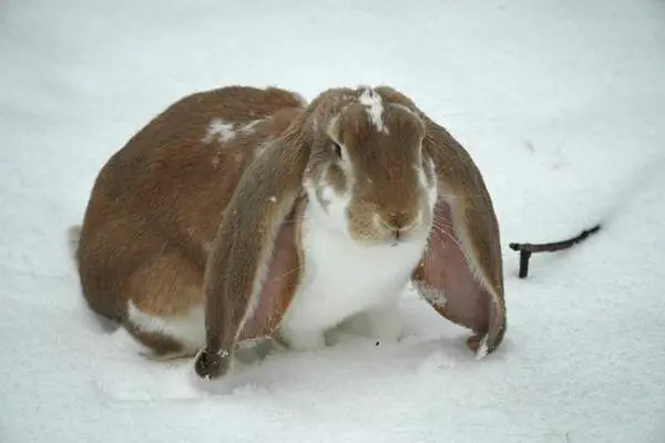 English lop in the snow