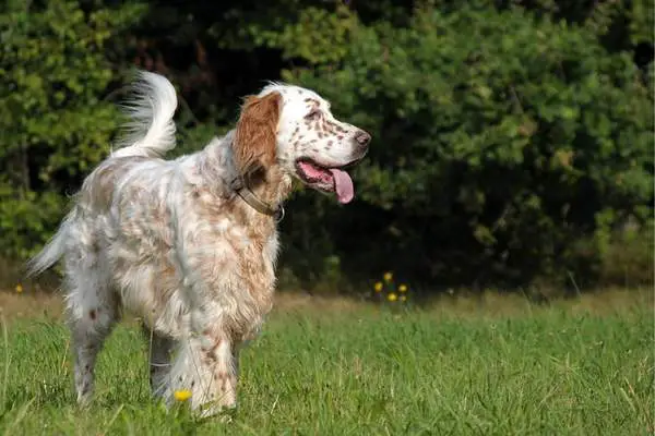 English setter on the grass