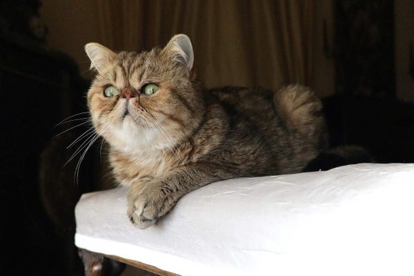 Exotic shorthair cat