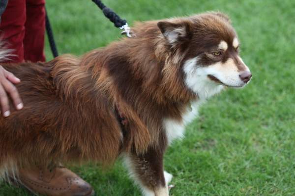 Finnish spitz