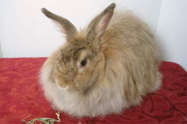 German angora on red carpet