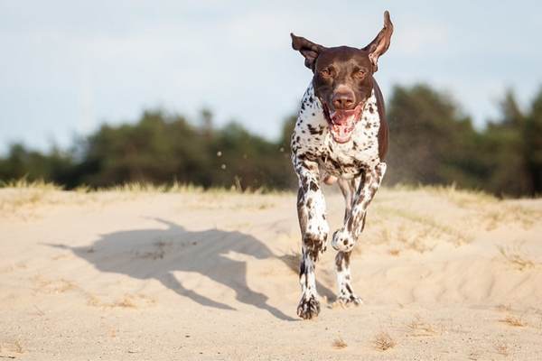 German shorthaired pointer