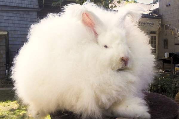 Giant angora