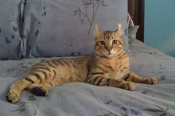 Highlander cat on bed