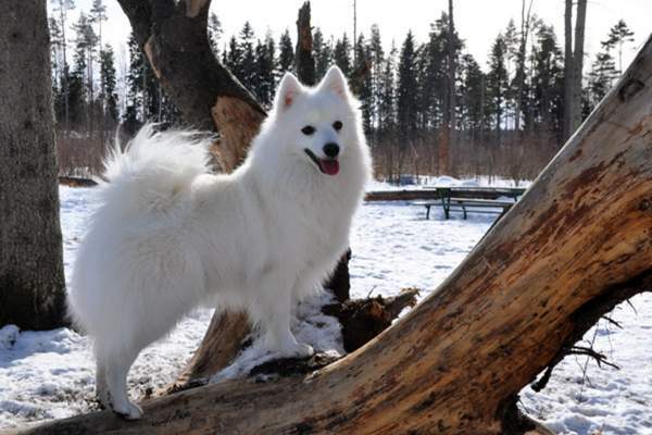 Japanese spitz on a log