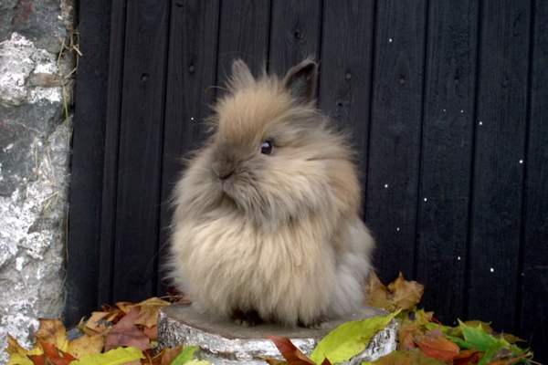 Lionhead rabbit