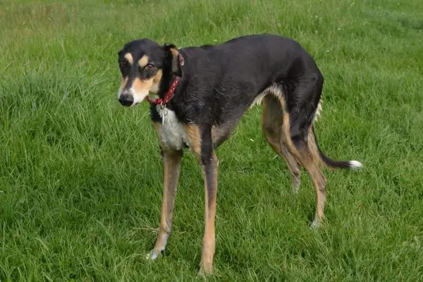 Lurcher on the grass