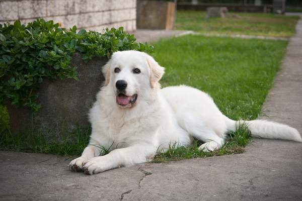 Maremma sheepdog in the street