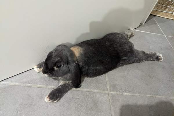 Mini lop lying down