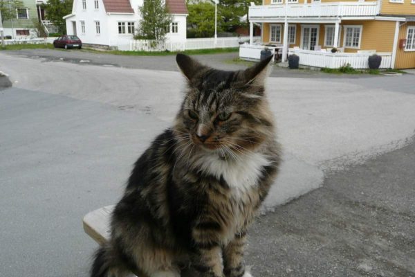 Norwegian forest cat