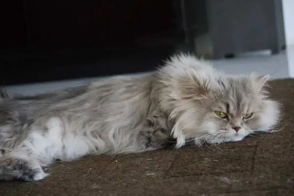 Persian cat resting