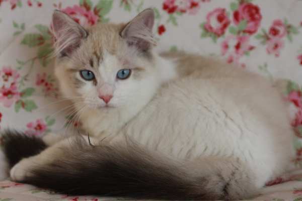 Ragdoll cat on the bed