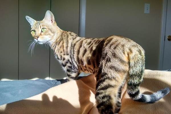 Savannah cat on bed