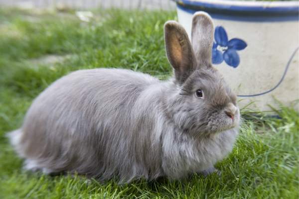 Swiss fox rabbit