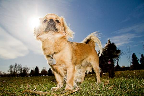 Tibetan spaniel in the field