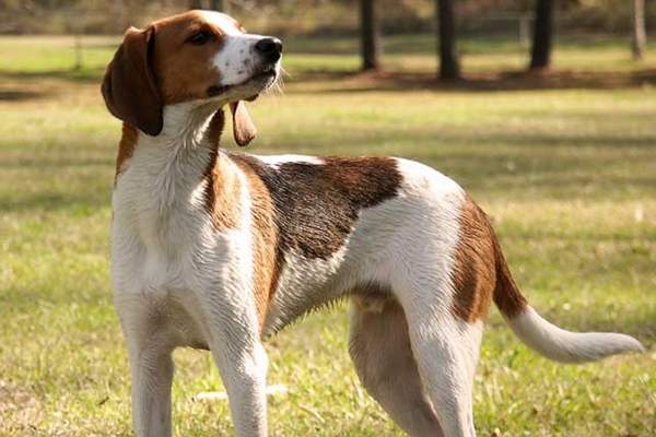 Treeing walker coonhound standing