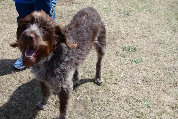 Wirehaired pointing griffon