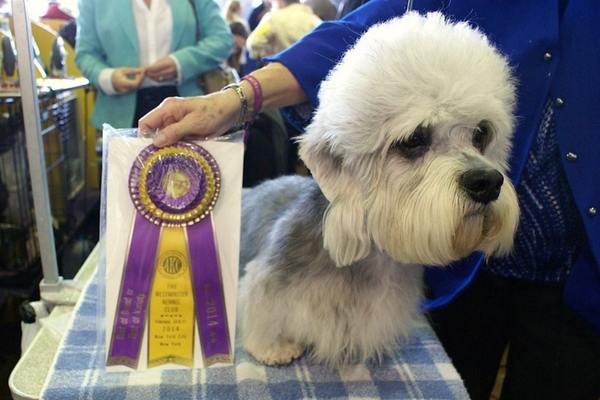 Dandie dinmont terrier