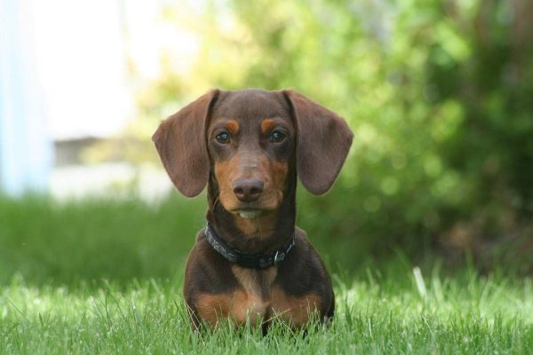 Mini dachshund sitting