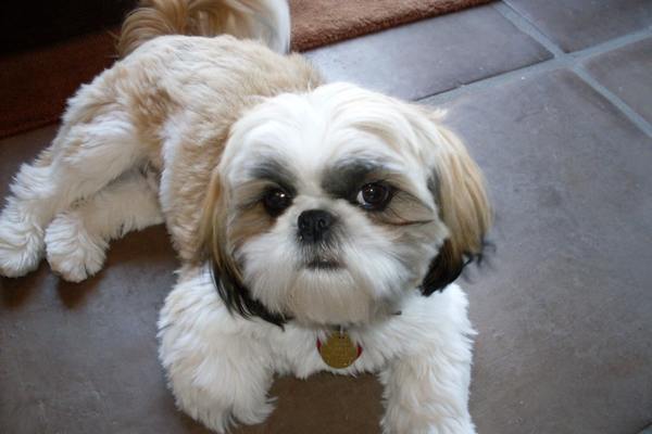 Shih tzu on the floor