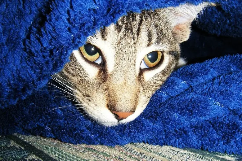Manx cat hiding in the blanket