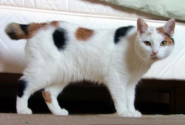 Japanese Bobtail Cat