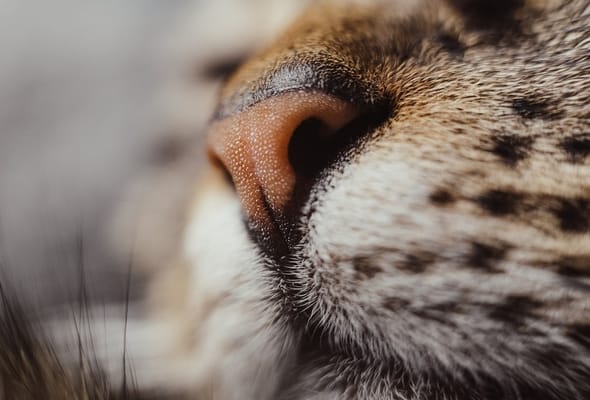 can-cats-smell-better-than-dogs-the-answer-may-surprise-you-bela-pets