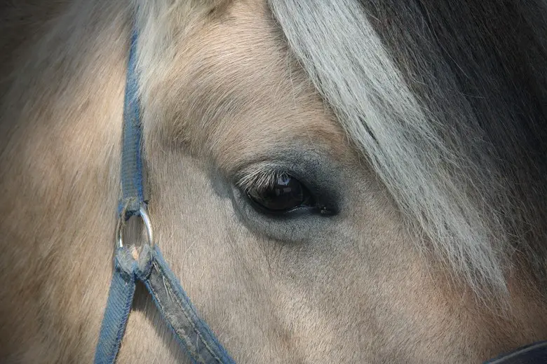 Closeup of horse eye