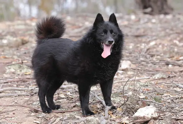 Schipperke