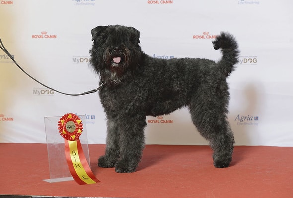 Bouvier des flandres