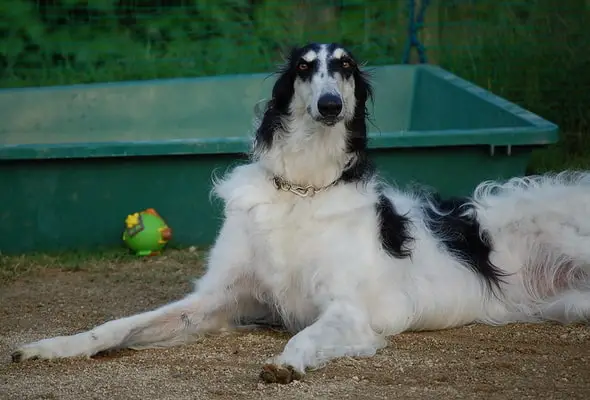 Borzoi