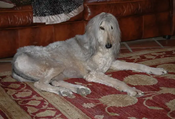 Afghan Hound