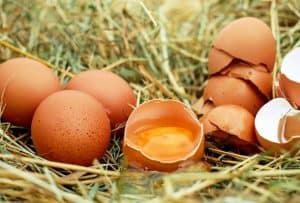 Can Chickens Lay Eggs Without Mating? (Answered) - Bela Pets