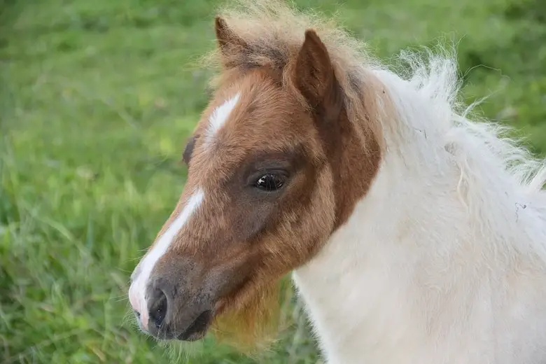 Shetland pony on the grass field