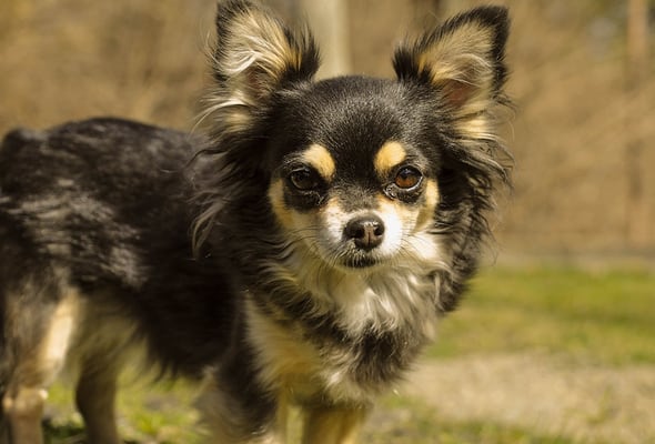 Chihuahua