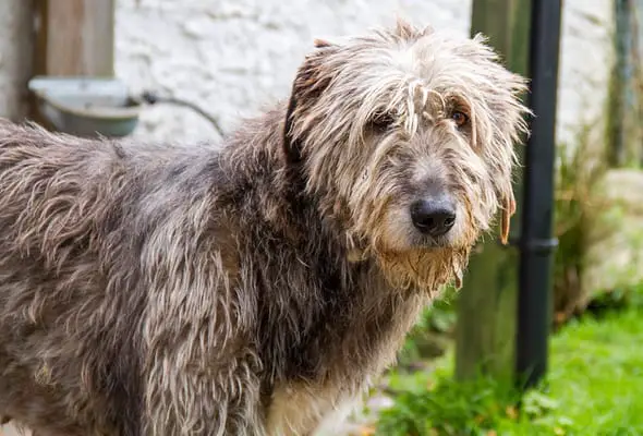 Irish Wolfhound