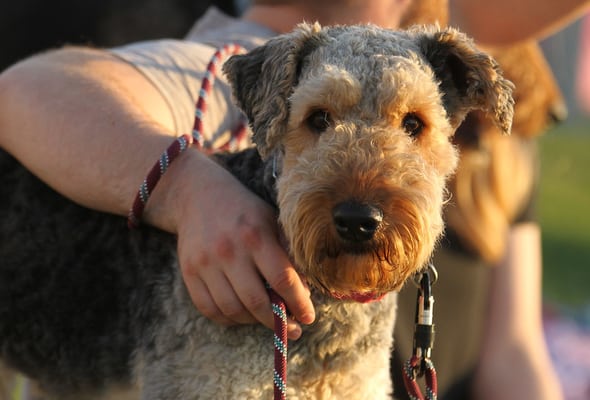 Airedale Terrier