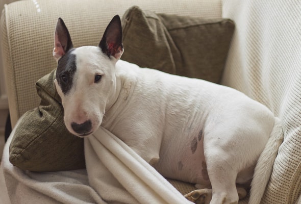 Bull terrier