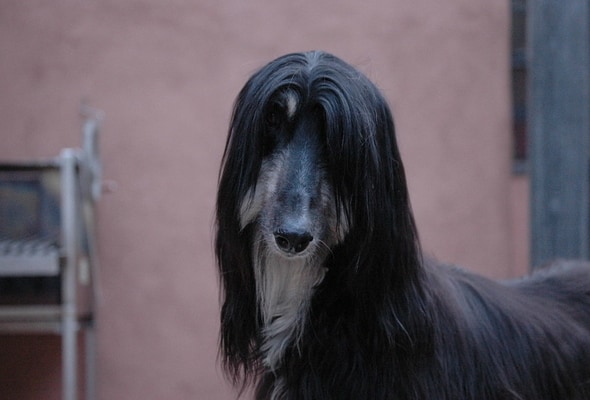 Afghan Hound