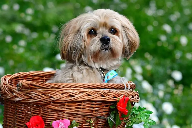 Lhasa apso in the basket